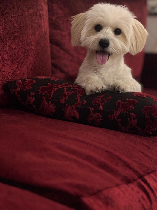 Apollon cherche sa muse