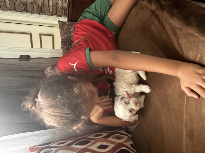 Bichon maltais original