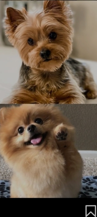 Tous types chiens a vendre aussi garder les tous types