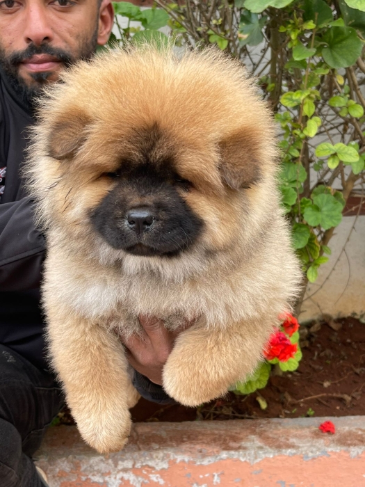 Chow Chow 🔥