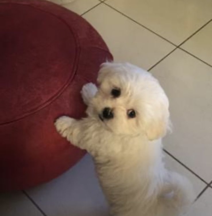 Bichon maltais pure race