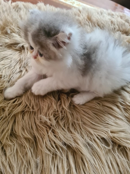 chatons persan pur race