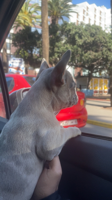 French bulldog exotic