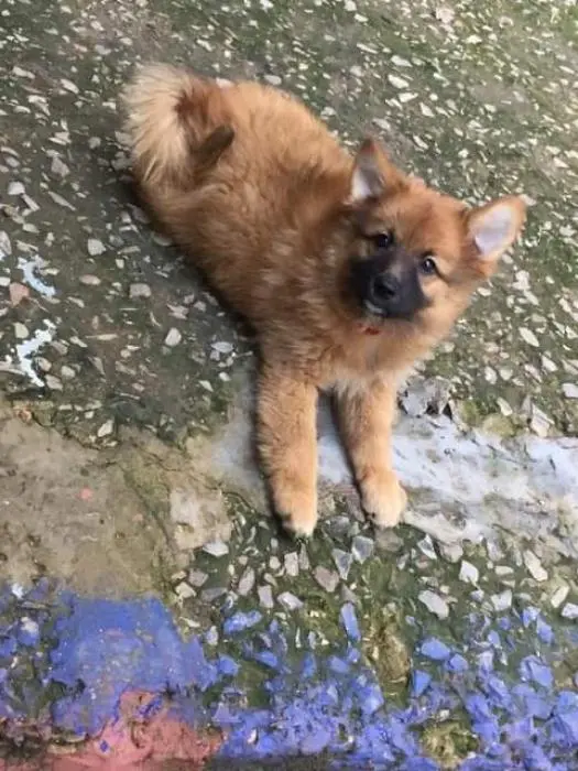 Chiots spitz japonais x papillon