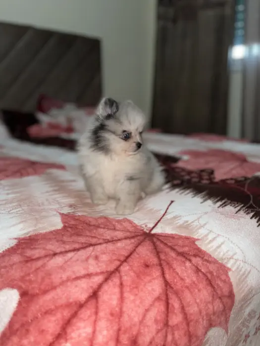 Spitz pomeranian merle