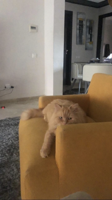 chat croisé persan angor