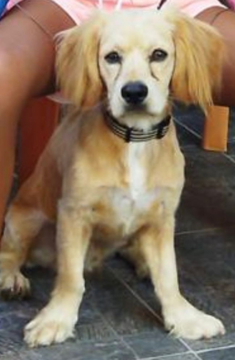 Chien Bichon Maltais / Cocker Spaniel