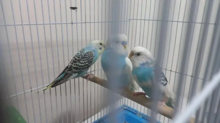 Perruche ondulé salaha avec son bébé