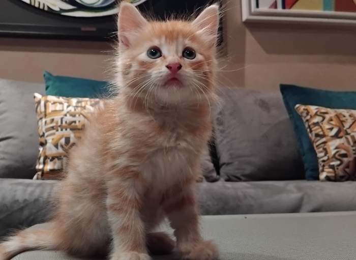 🧡 Chaton Persan Orange 🧡