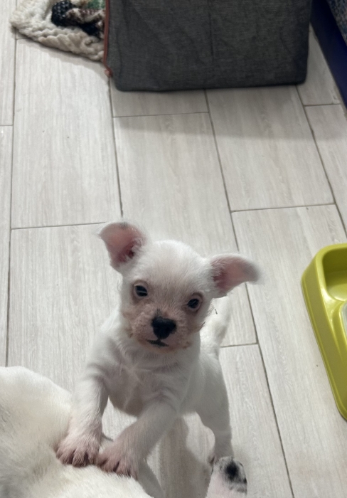 Chiot petite taille