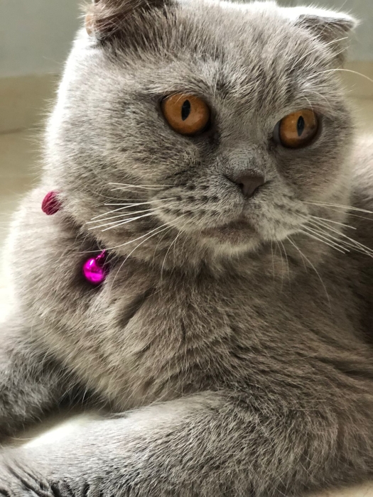 Scottish fold pur race