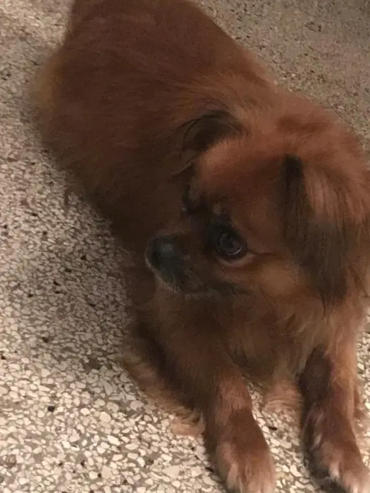 Chien pékinois marron