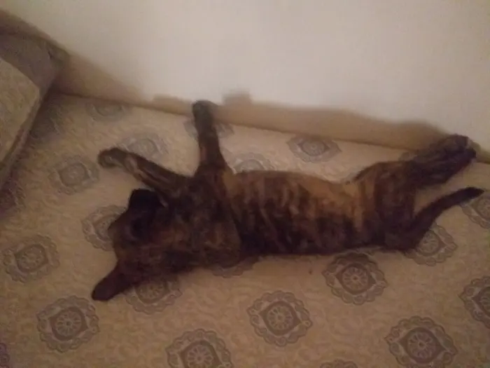 Petite chienne à adopter