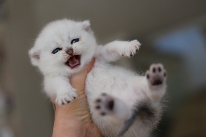 Chatons scottish straight femelle Silver Shell avec pedigree