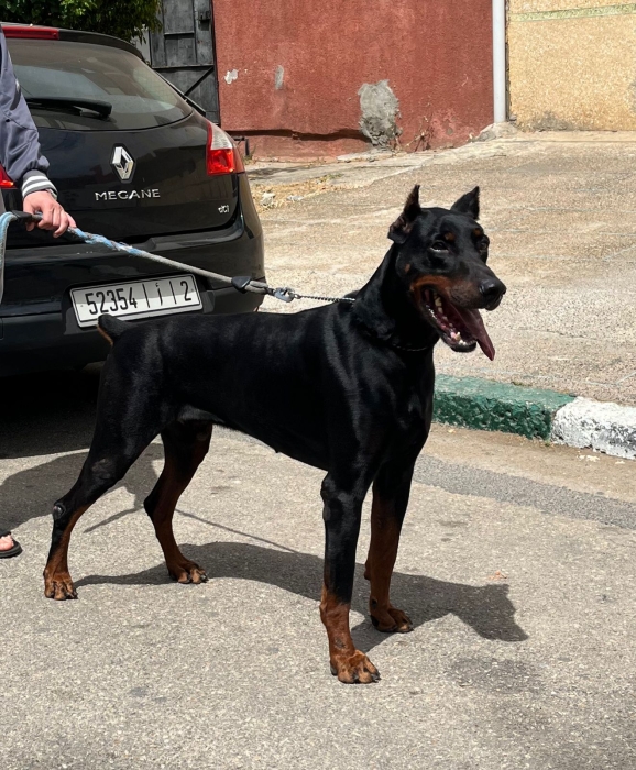 Chien doberman à vendre