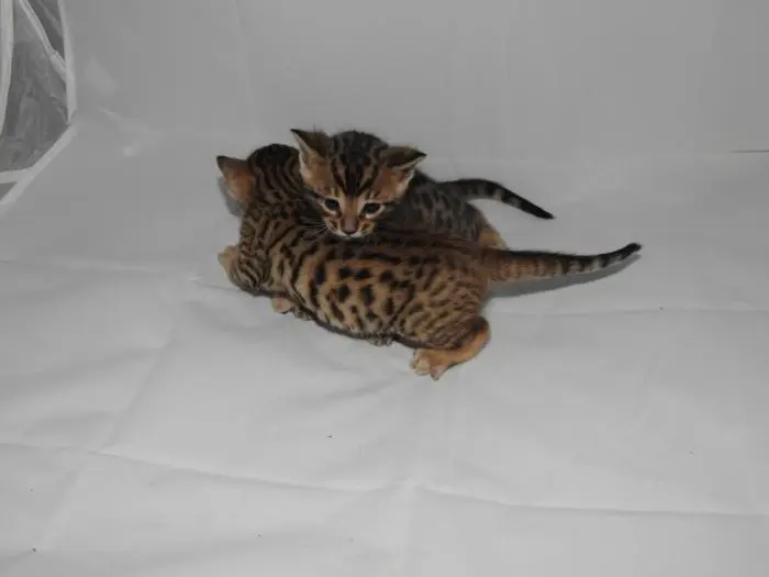 Chaton Bengal LOOF pédigrée