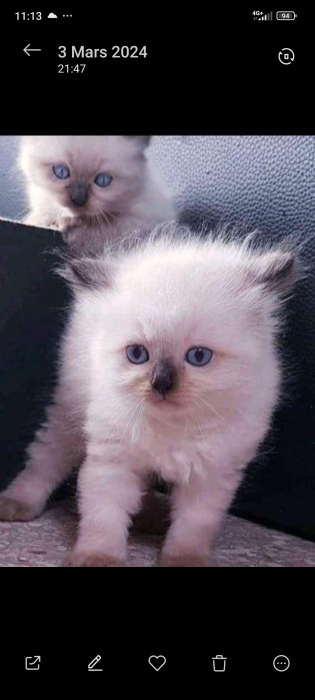 Ragdoll siamois + accessoires chat