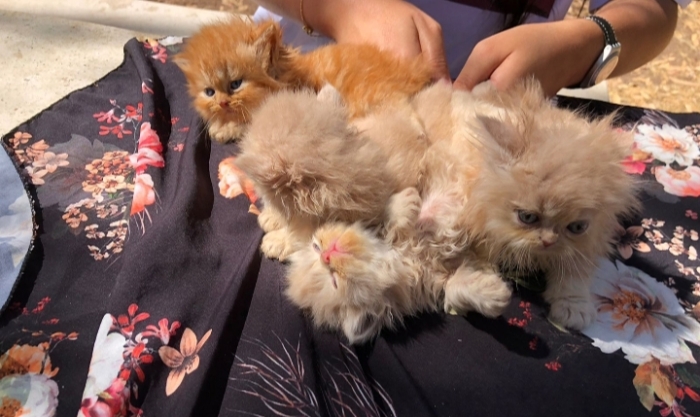 4 chaton persan pur race