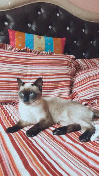 Vente chat siamois mâle 1an