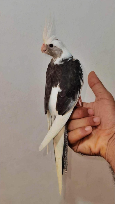 Des oiseaux bien dressé à Casablanca