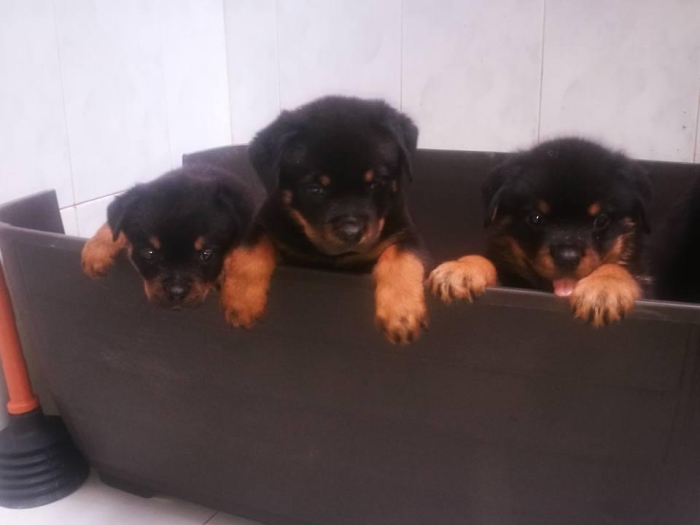 Rottweiler