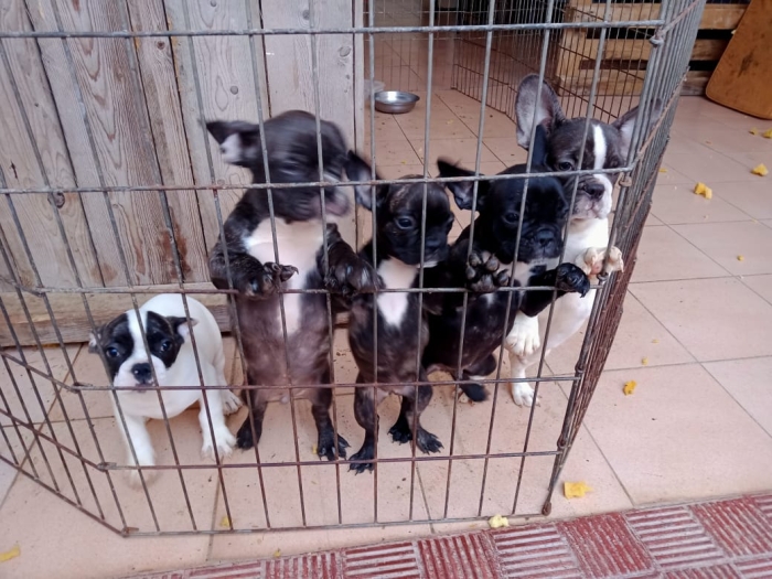 Chiots Bulldog français