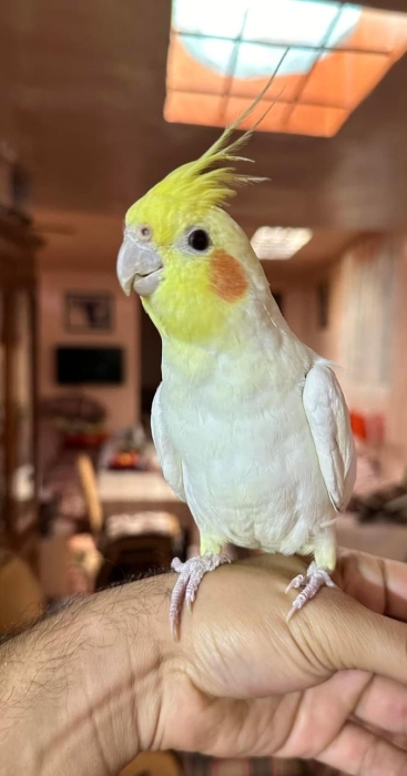 Des oiseaux bien dressé à Casablanca