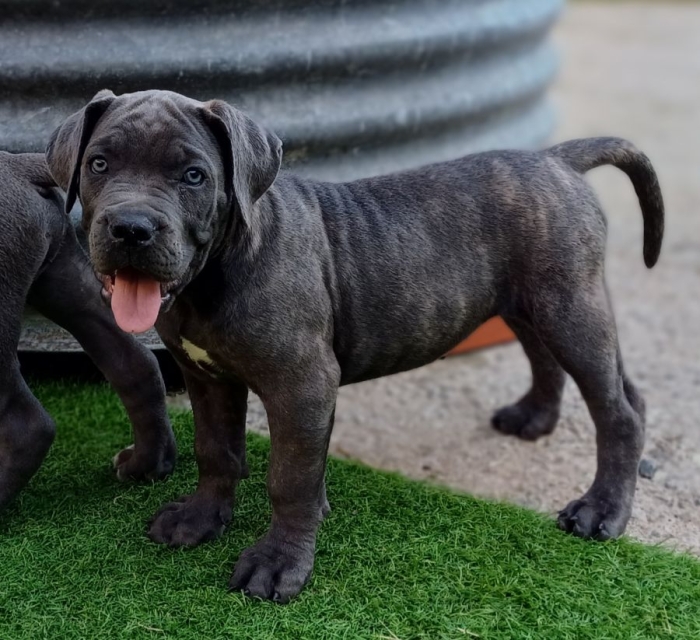 Cane corso