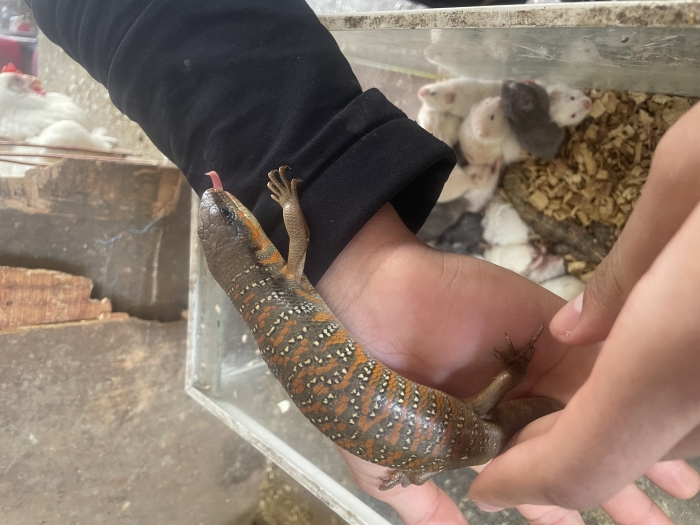 Lézard (Eumeces algeriensis)