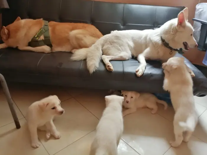 5 CHIOTS race chien loup X Huskey blanc