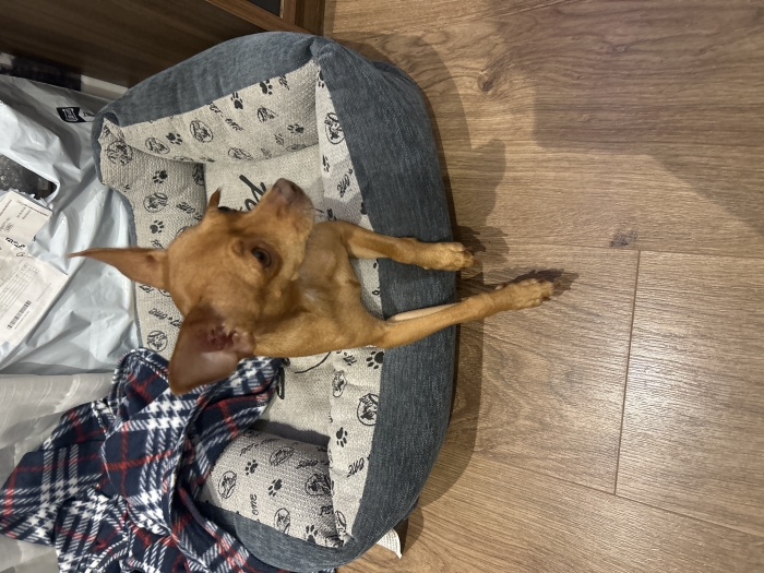 Pincher nain femelle dressé prix négociable