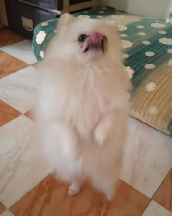 Spitz avec un passeport ukrainien