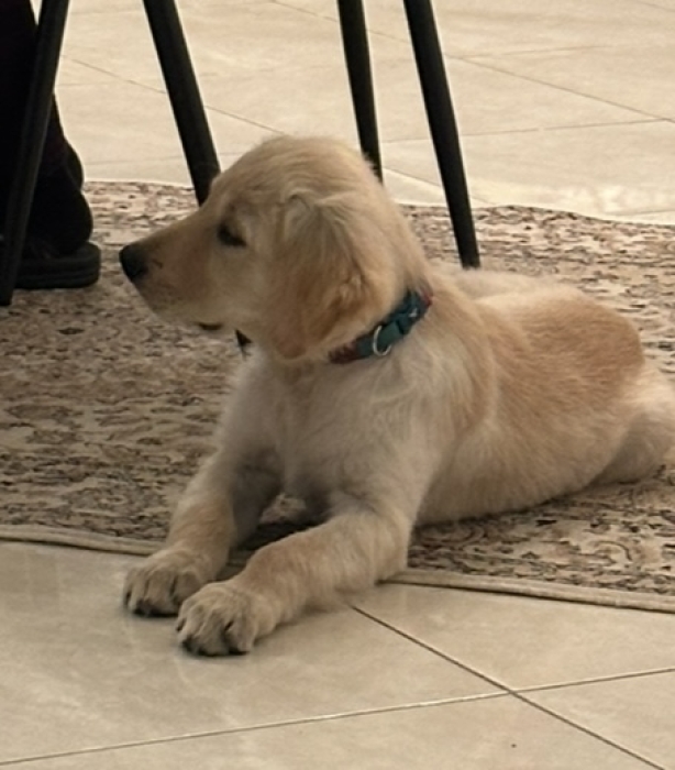 Golden retriever de 3 moins (3 vaccins déjà faits)