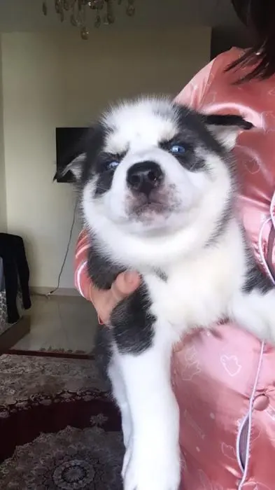 Husky