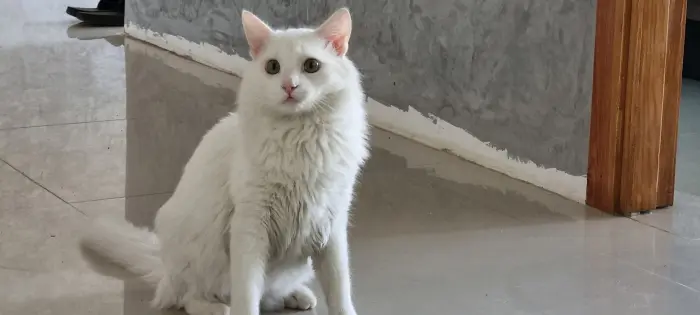Chat angora mâle