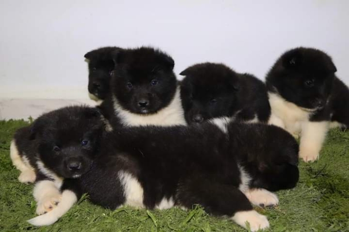 Disp chiot akita américain top d top