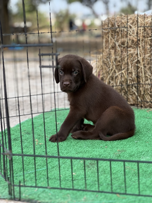 Labrador chocolate