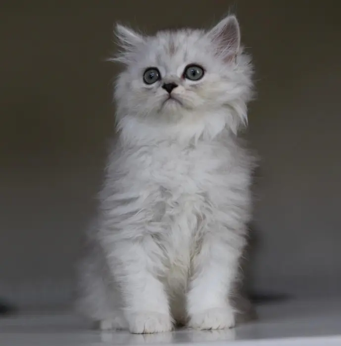 british highland straight