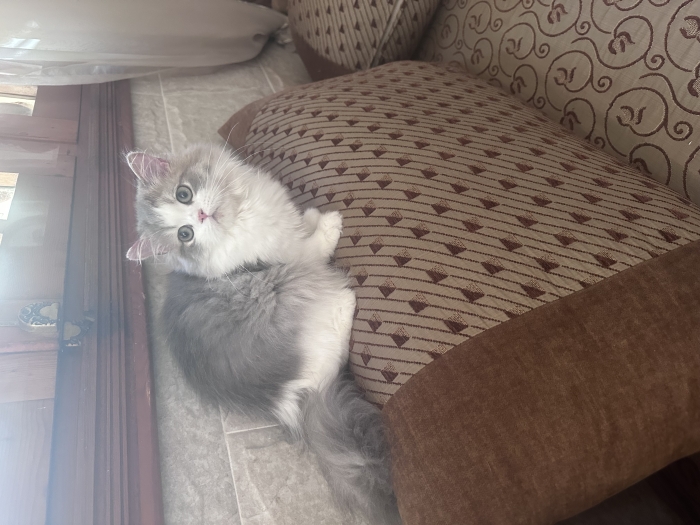 Chatons Scottish fold et straight