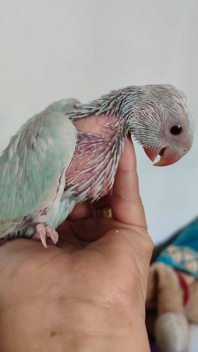 Bébé perruches acollier mutations