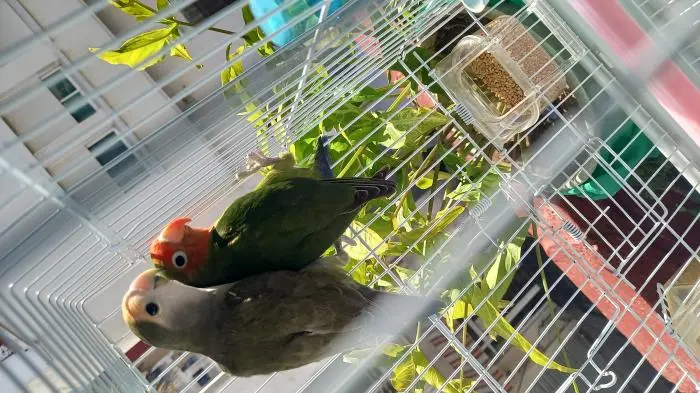 Couple inséparables masqué