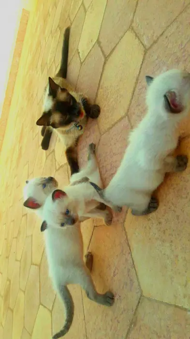 Deux chatons siamois pure