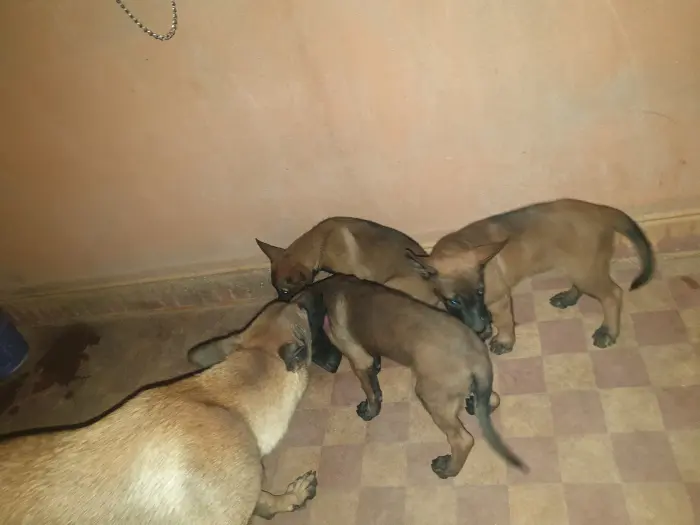 Chiot malinois charbonné