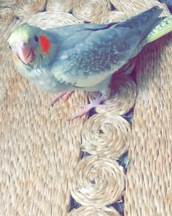 calopsitte dresser à vendre