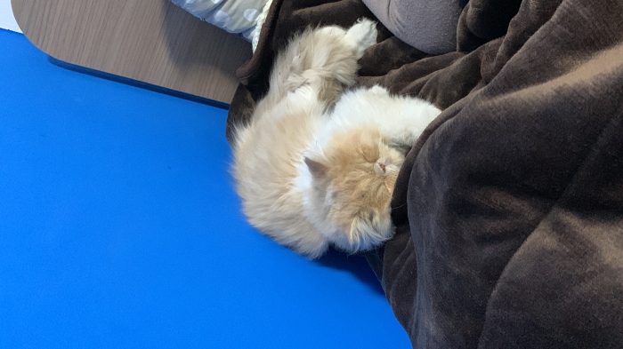 Chat persan male pour accouplement