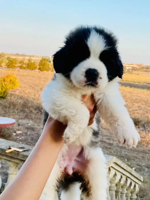 Chiens Saint Bernard