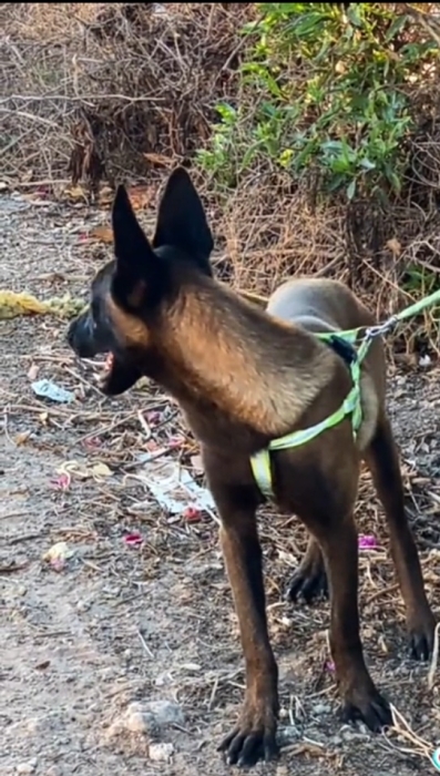Chien malinois pur race charbonné 7mois