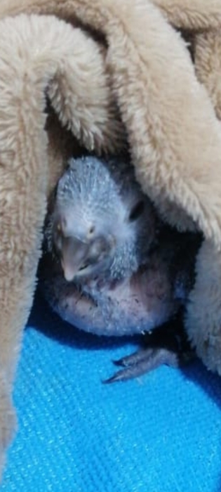 Baby molinae opaline,ananas,turquoise
