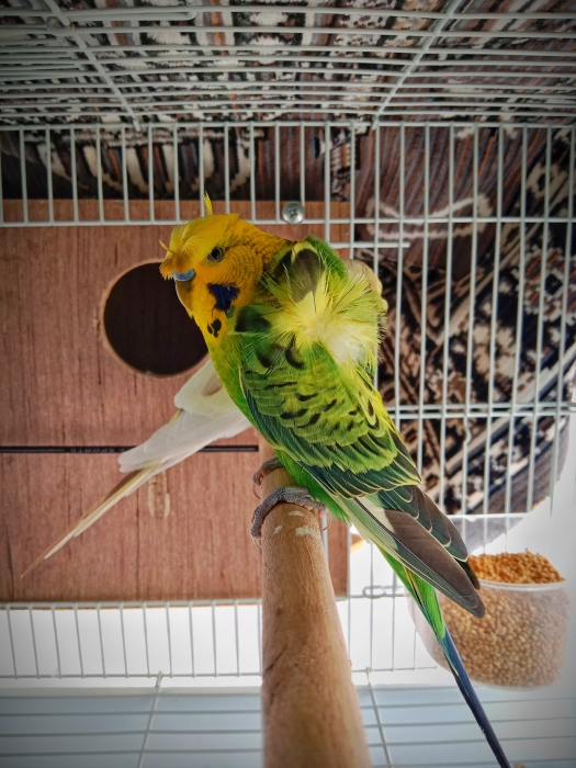 زوج هوجو رومو