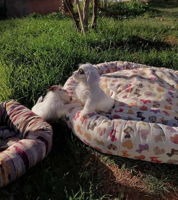 Bichon Havanais 🎊